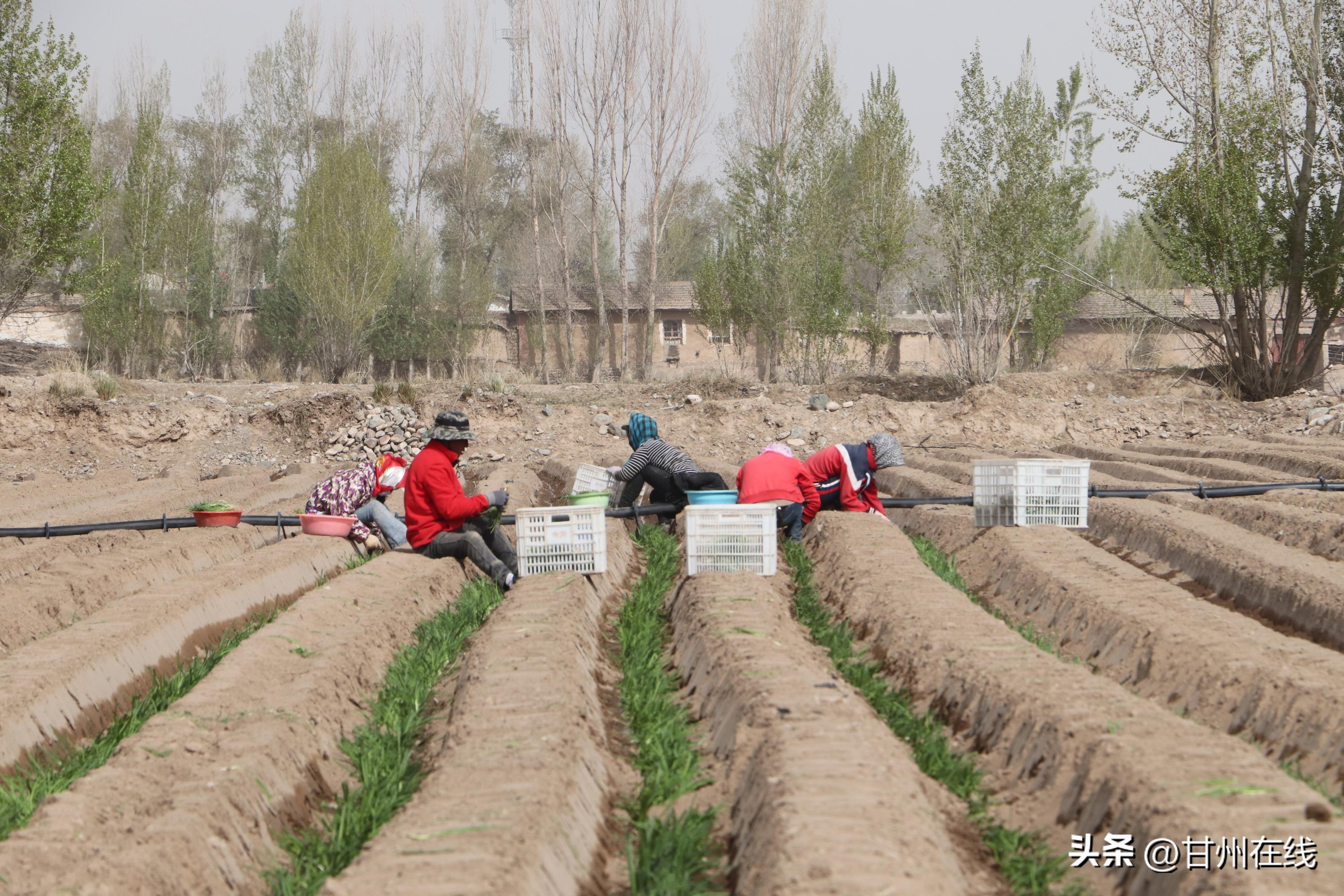 致富路上瓜果飘香花盛开,致富路上充满希望