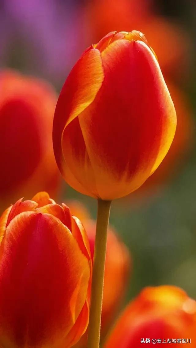 塞上四月，花博园的郁金香盛开时，别有一番情味