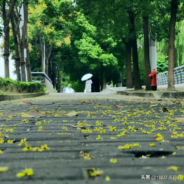 落英缤纷草书欣赏,落英缤纷美句简短