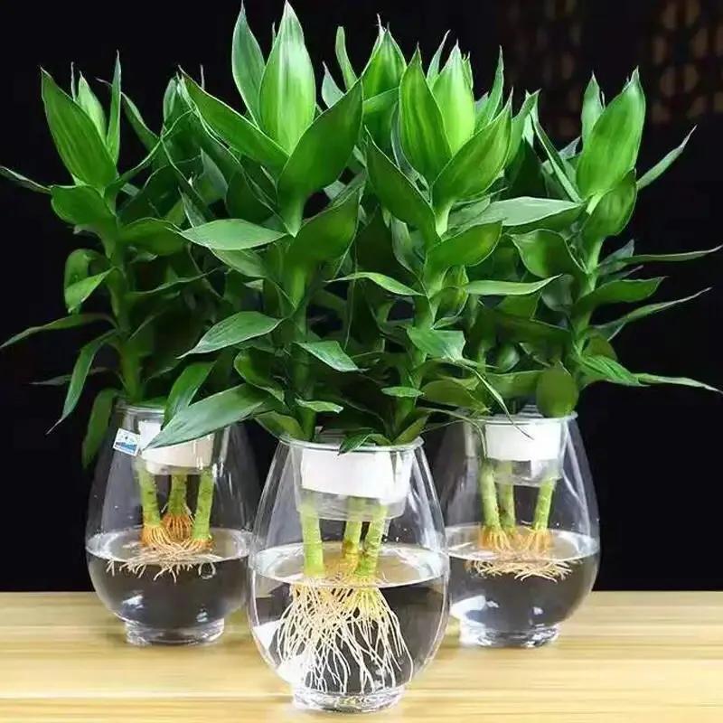 富贵竹茎叶青翠,大竹叶富贵竹