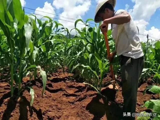 一般亩产1700斤以上,亩产2000斤是什么品种