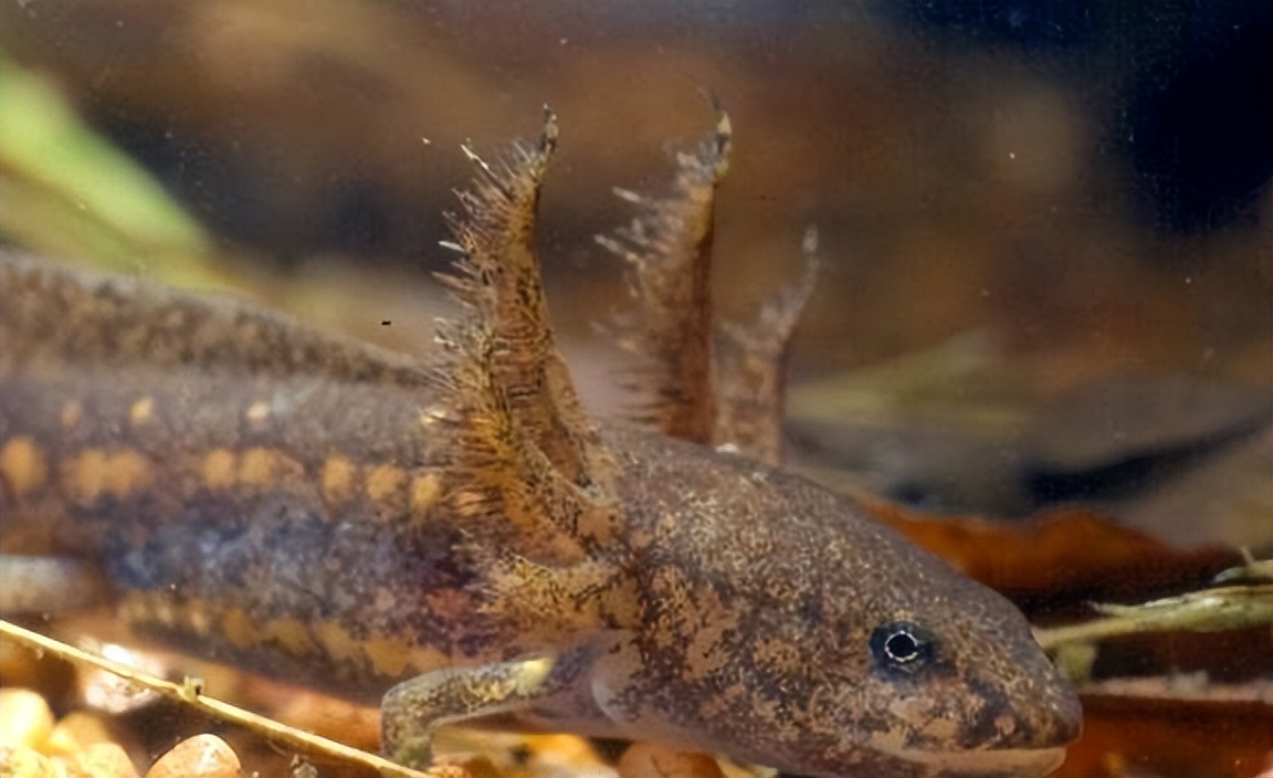 海关查处的蝾螈有哪些,上海海关查获蝾螈后续