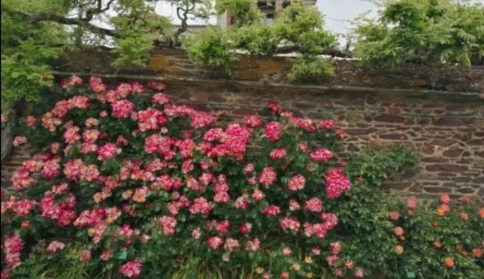 法国玫瑰花园,法国玫瑰花香沐浴露正品