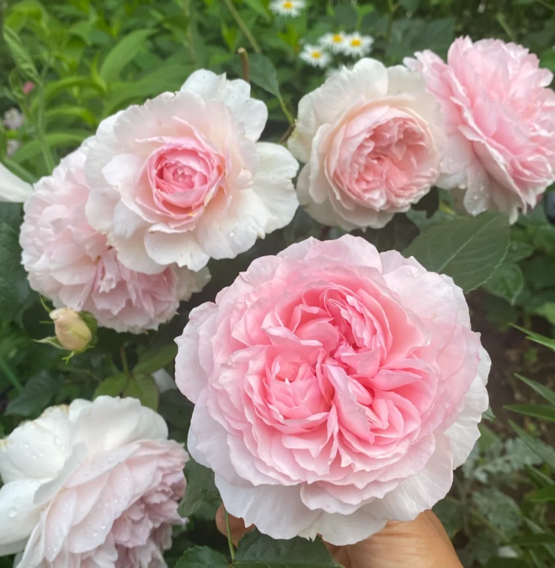 光照不足也能猛开花的藤本月季,抗病好养勤花的藤本月季品种