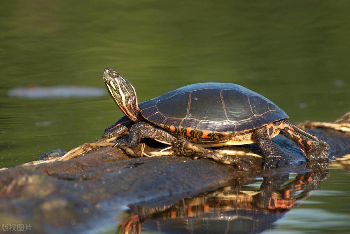 家养的乌龟哪种龟比较好养,黄头侧颈龟可以和什么乌龟一起养