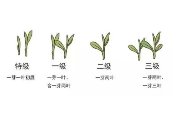 茶叶多少钱一两算是好茶,高档茶叶买什么茶好