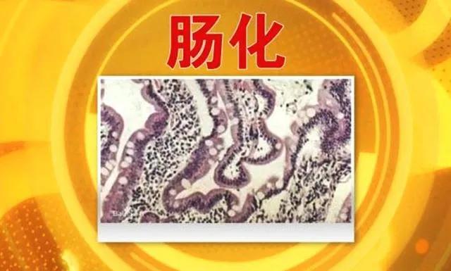 治疗胃肠上皮化生用哪种中药最好,胃化生主要是什么引起的