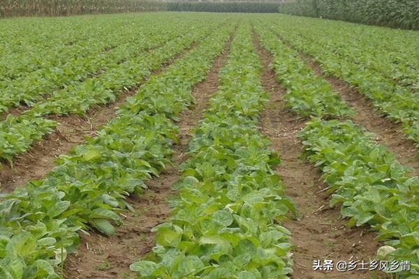 地黄种植时间,地黄怎么种植能达到高产