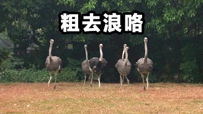 广州长隆动物世界两大两小一日游,广州长隆欢乐世界十一假期游玩