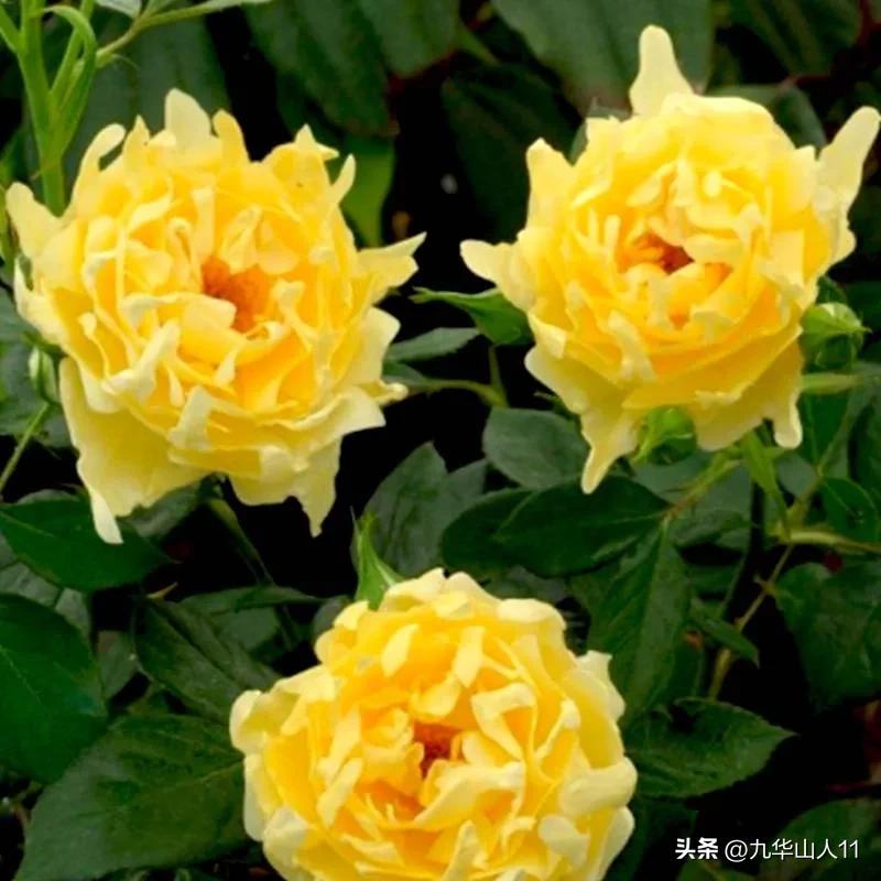 大花胖美人月季有几个品种,适合阳台养的大花月季品种