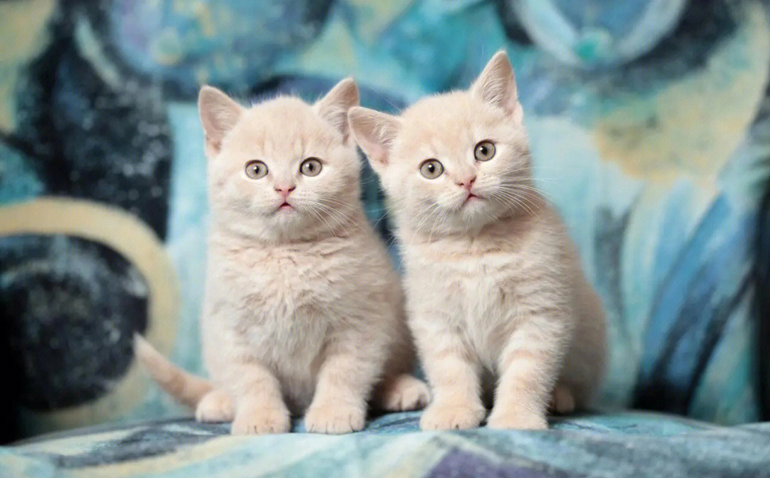 养宠物猫好还是养土猫好,土猫跟宠物猫有什么区别