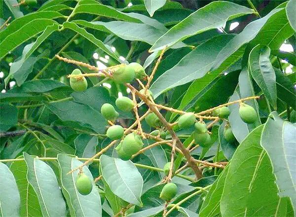 菩提树风景视频,菩提树唯美视频