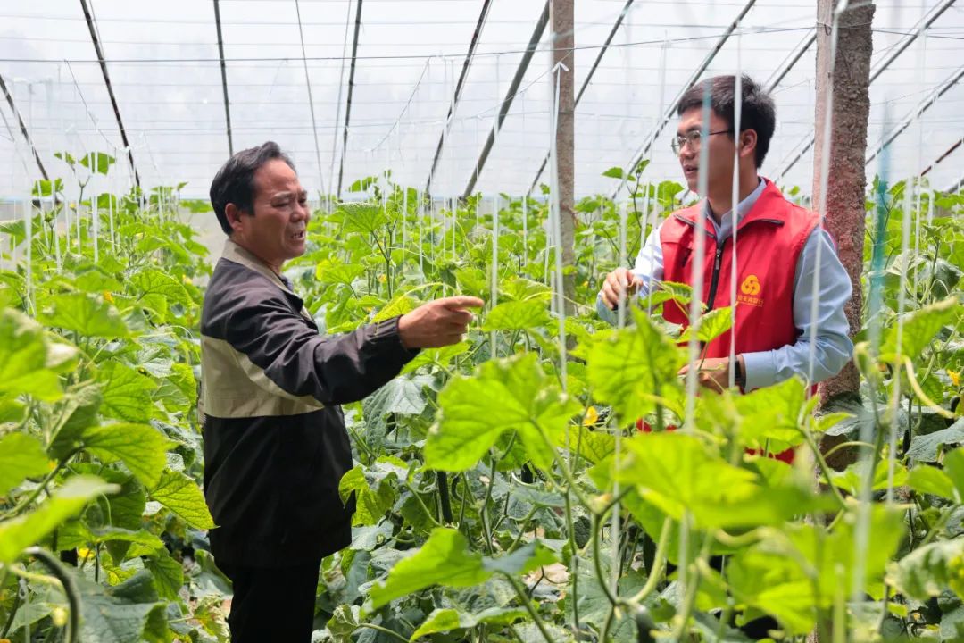 村书记盘活土特产激活乡村振兴,乡村振兴如何让土特产变成金点子
