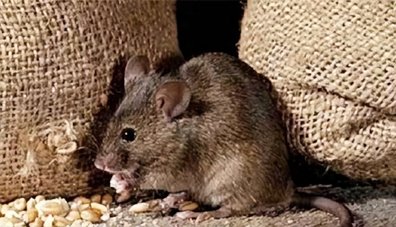 灭鼠大王邱满囤为什么不交秘方,灭鼠大王邱满囤5位专家