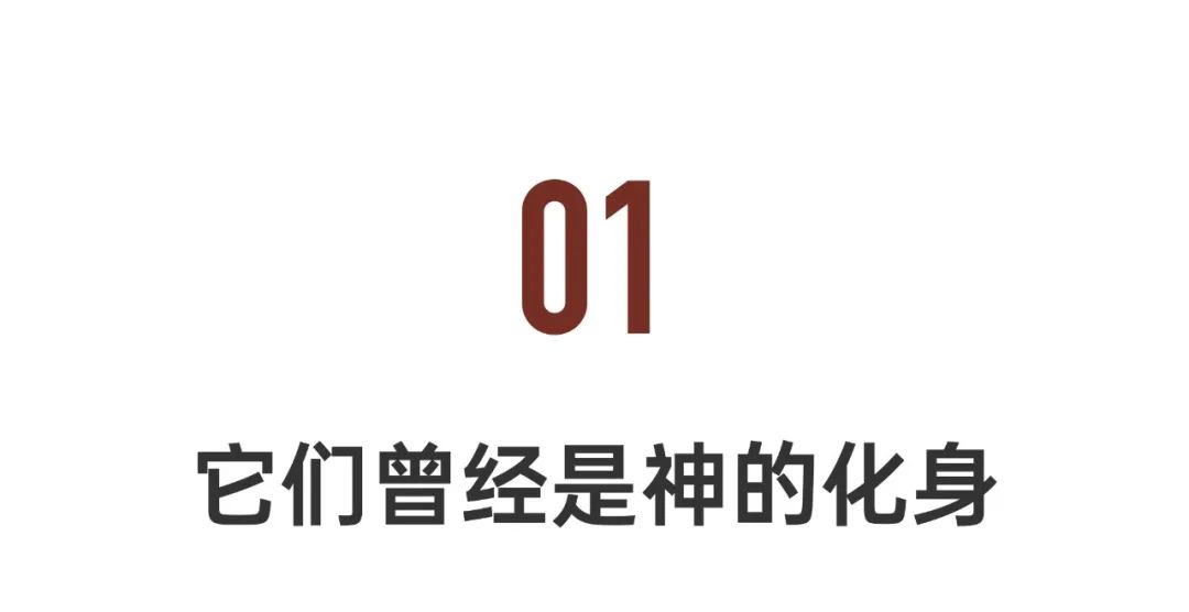 中国人冒死拍的纪录片,一群中国人冒死拍摄