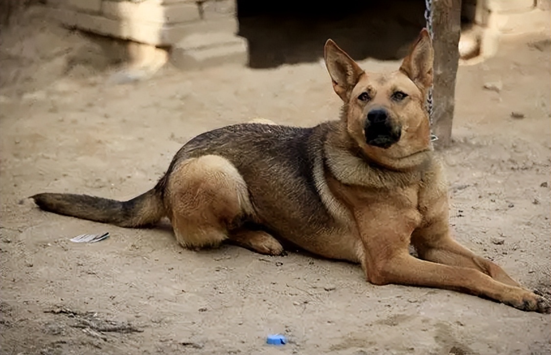 为什么有人收购十几年的老狗,为什么收购十年以上老狗