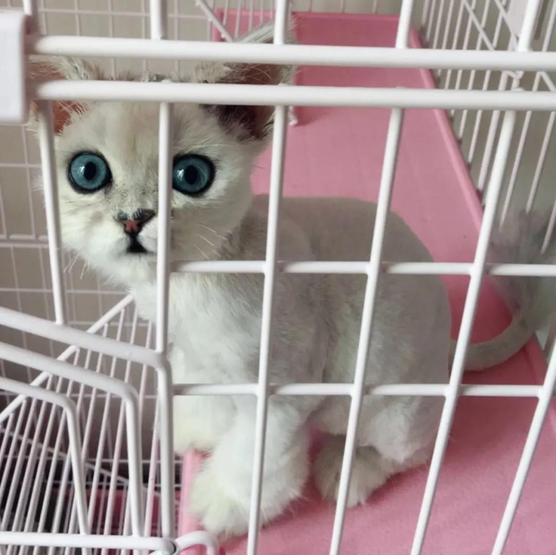 想扔猫怎么办,我想丢掉猫咪怎么办