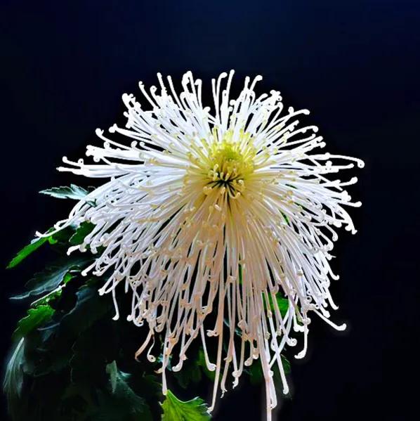 冷冬寒菊,冬菊与夏菊的区别