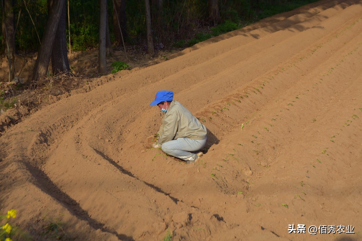 除草剂二甲戊灵有哪些,二甲戊灵除草剂使用技术问题