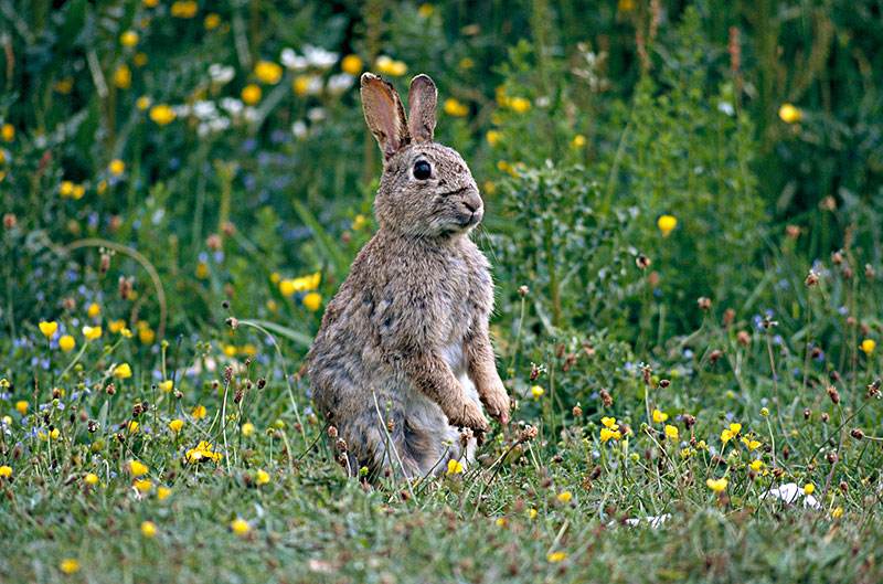 十二生肖兔的传奇,十二生肖中兔口碑如何