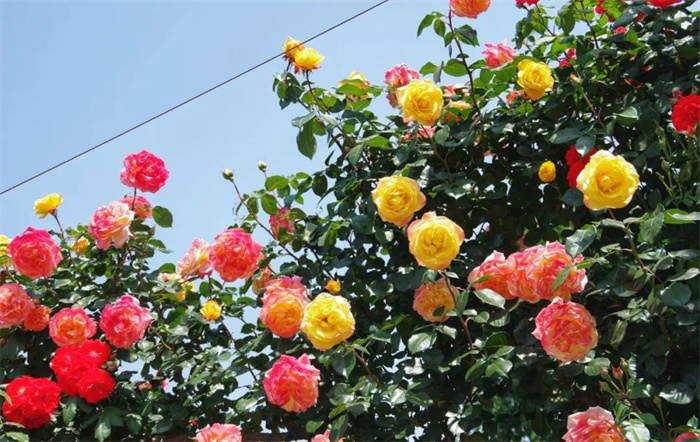 张艺谋点赞山东武校学生,被张艺谋夸的人