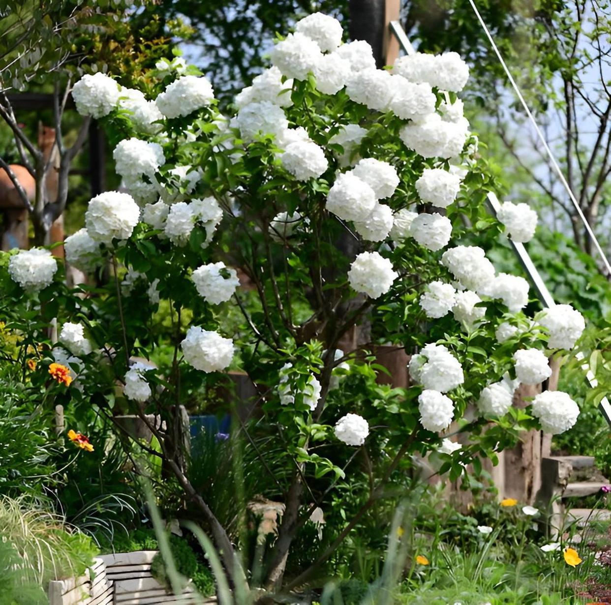 哪些适合家里种植寓意好的植物,最好的风水植物花