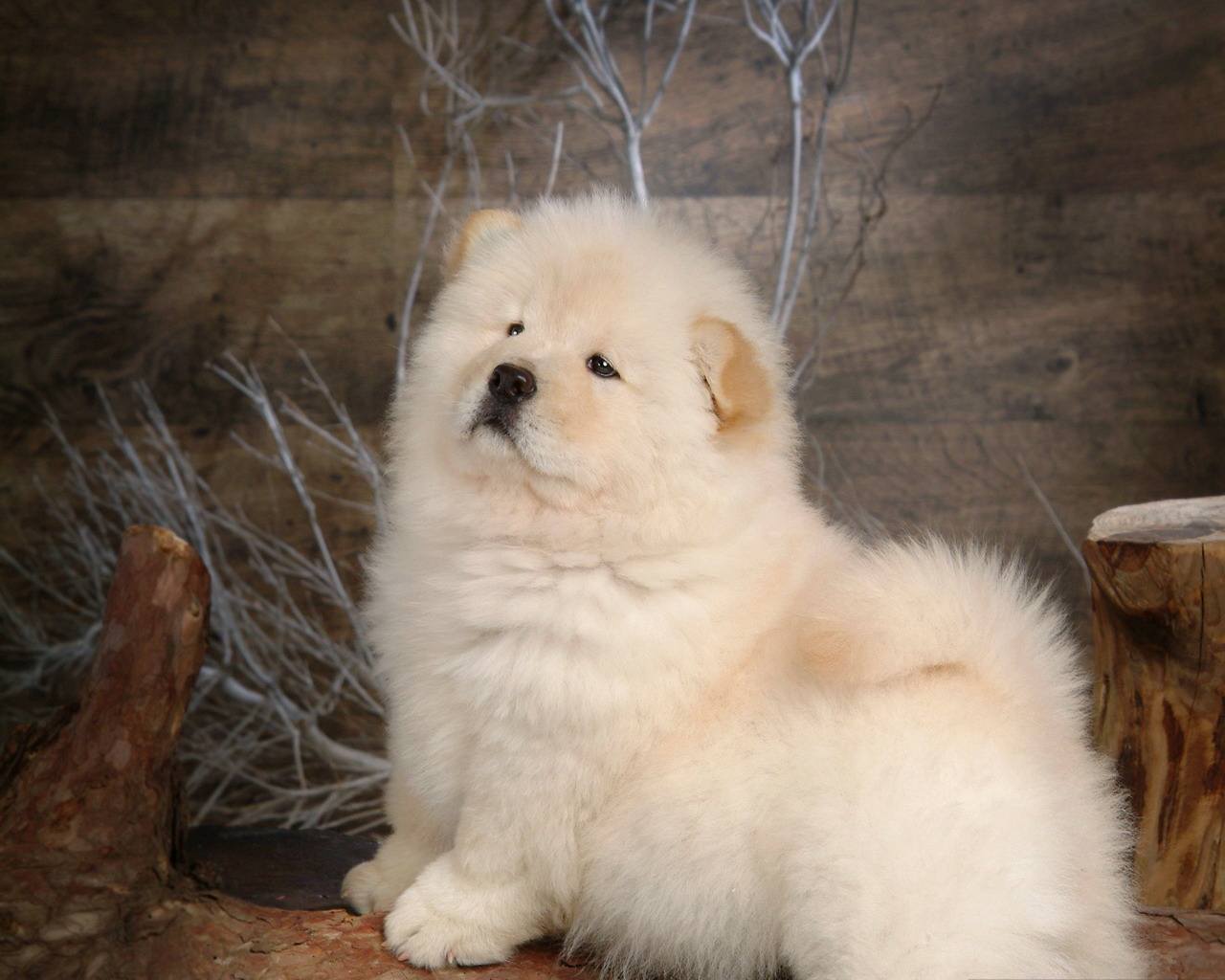 中国本土犬种盘点篇:不输外来犬种