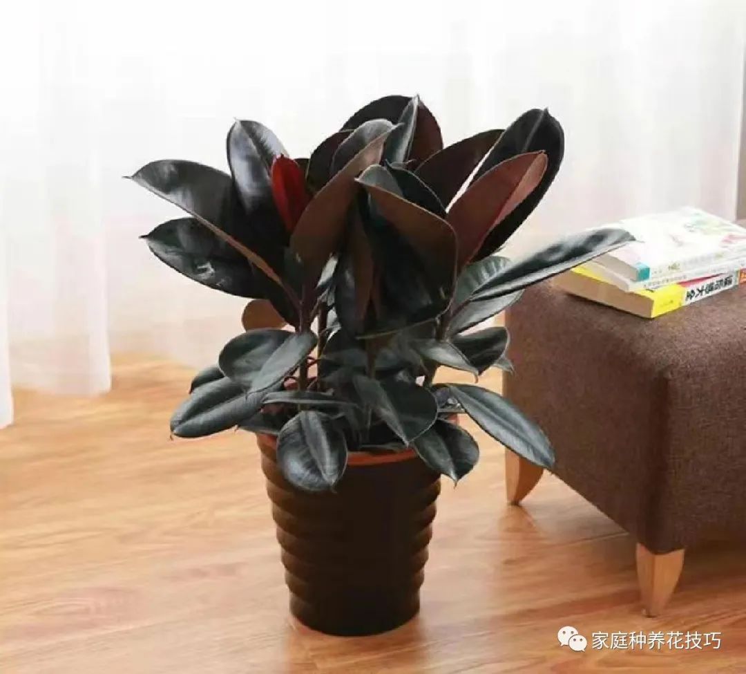 招财进宝植物的风水,寓意招财进宝的植物