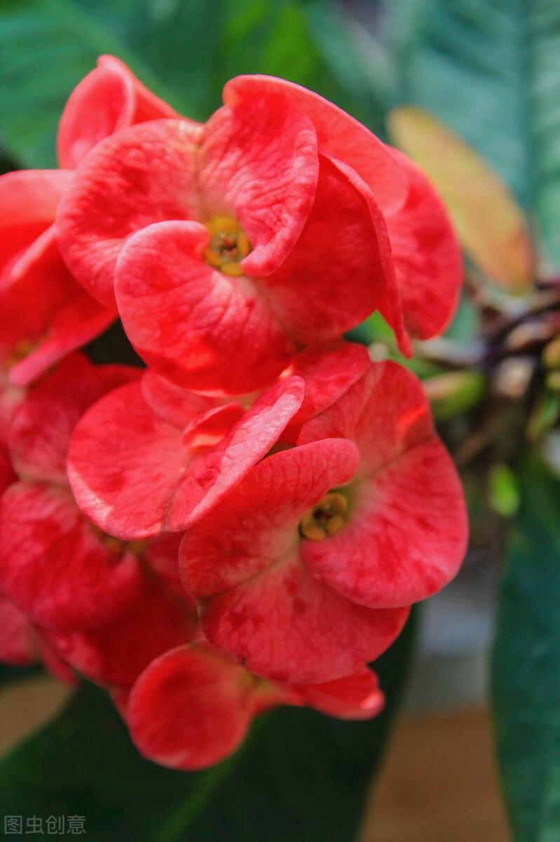 一花一世界,一花一叶送祝福,有花陪伴最幸福;有叶牵挂更美好
