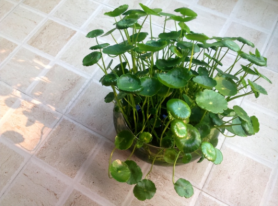 铜钱草的营养价值与功效,生态多样性的作用和意义