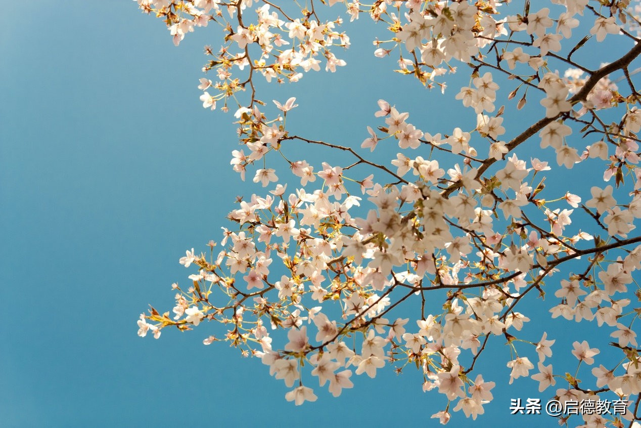 2023中国留学白皮书:为什么去日本留学?留学大师兄如是说