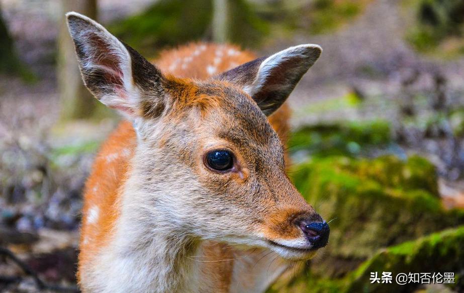 养殖20头鹿一年能赚多少钱,养殖梅花鹿一年能赚多少
