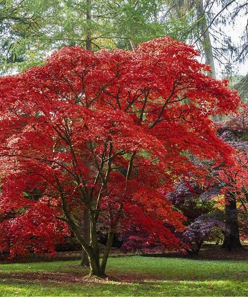 63个从国外引进的树，2个价格跌了95%！还有3个只能砍了当柴卖