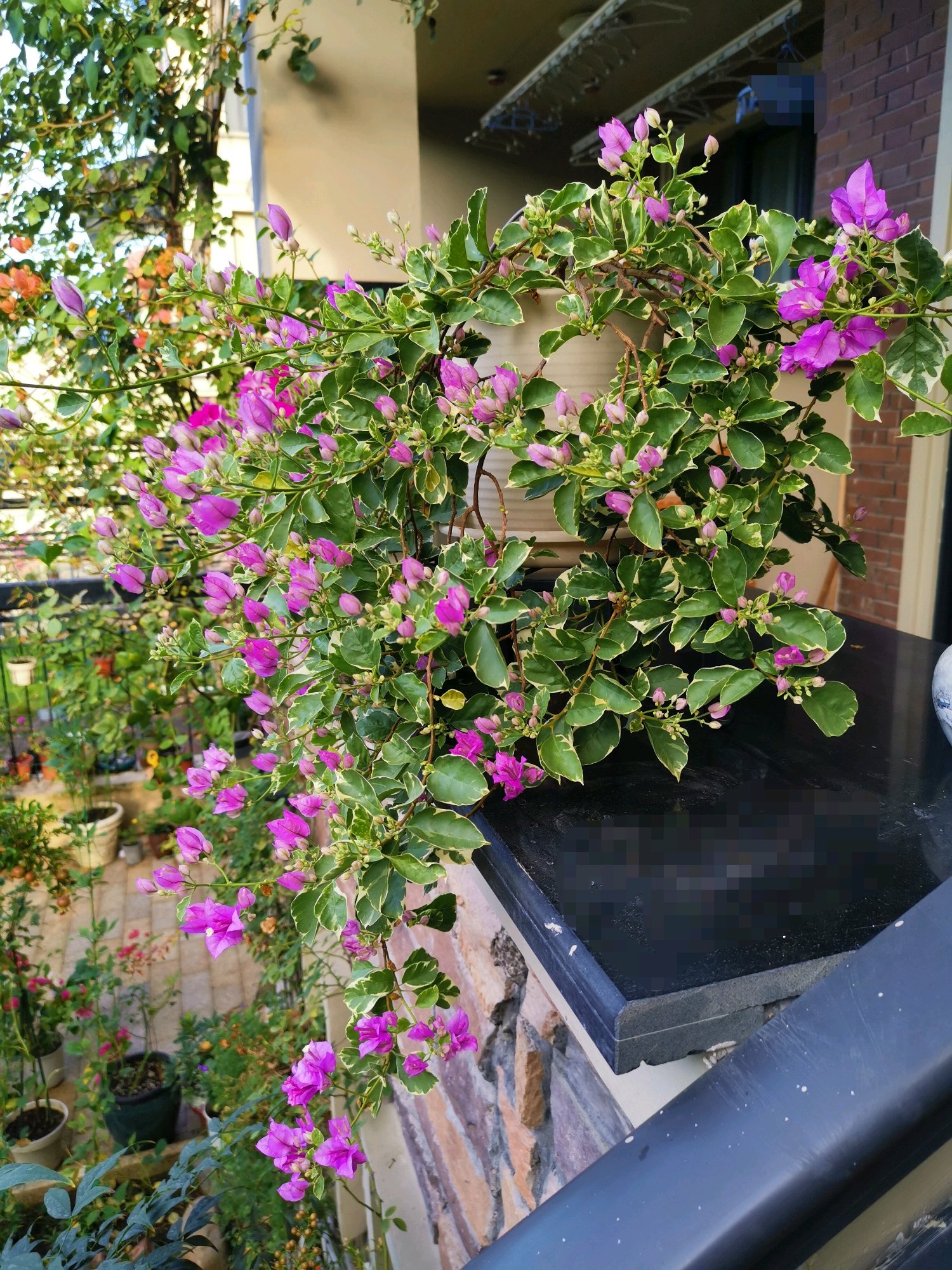 有一种浪漫叫三角梅,有一种三角梅只有花没有叶