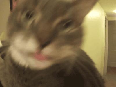 猫德学院被收养的猫咪现状,猫德学院关于遗弃猫咪的声明