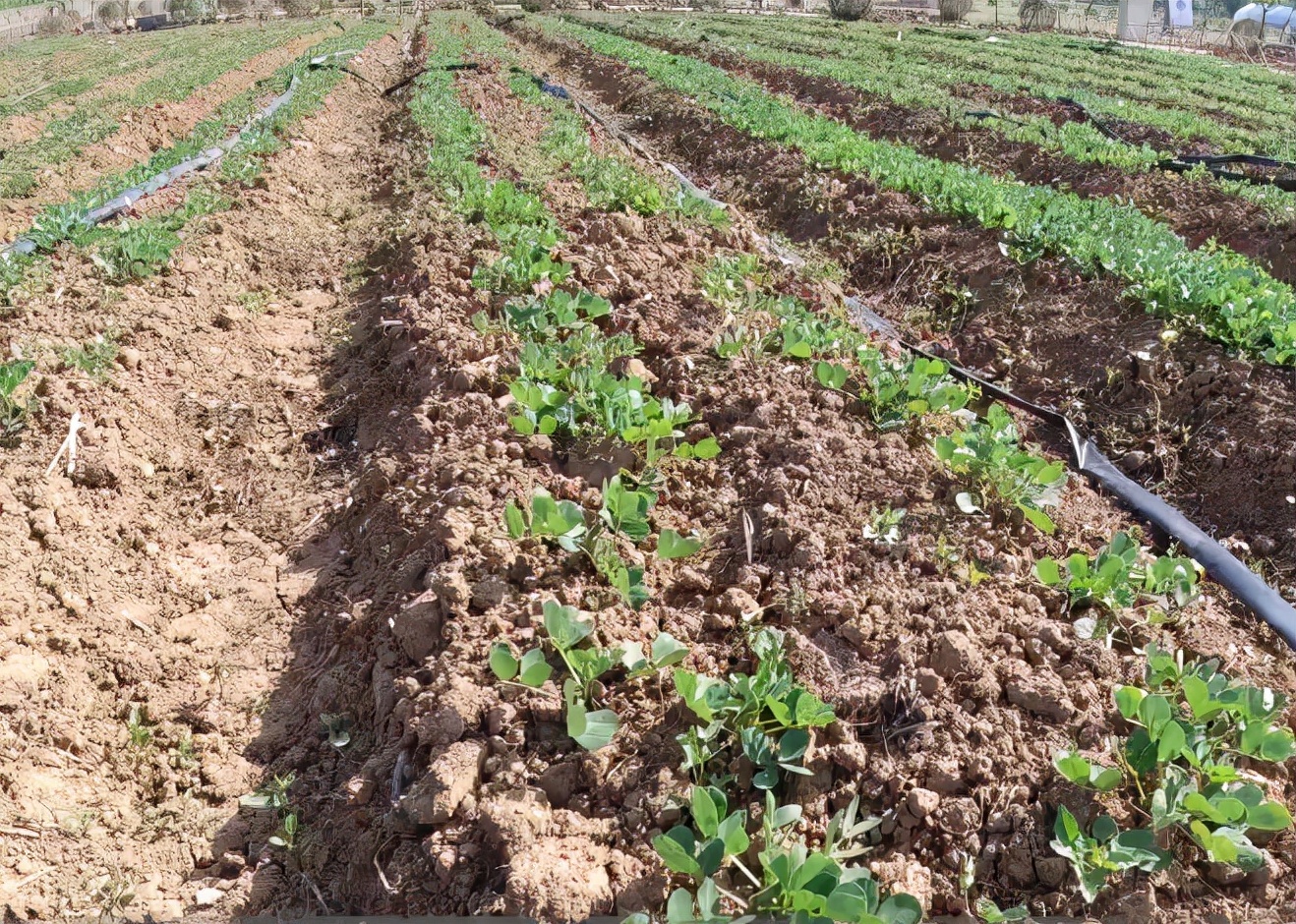 花生高产种植秘诀,种植的花生根系发达