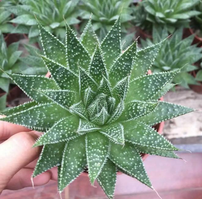 哪种绿植适合室内养对人体好,室内养绿植会增加负氧离子吗