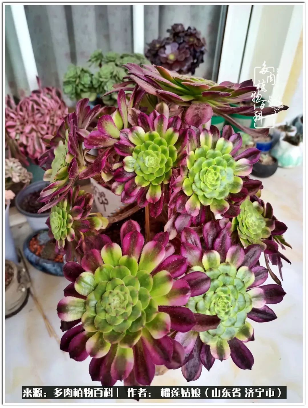 繁花似锦觅安宁淡如流水度一生,繁花似锦觅安宁淡云流水度人生