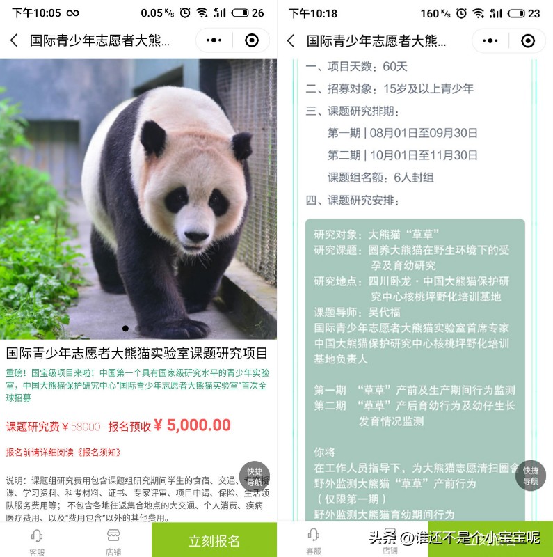 大熊猫草草引种成功了么,大熊猫草草野外引种几次