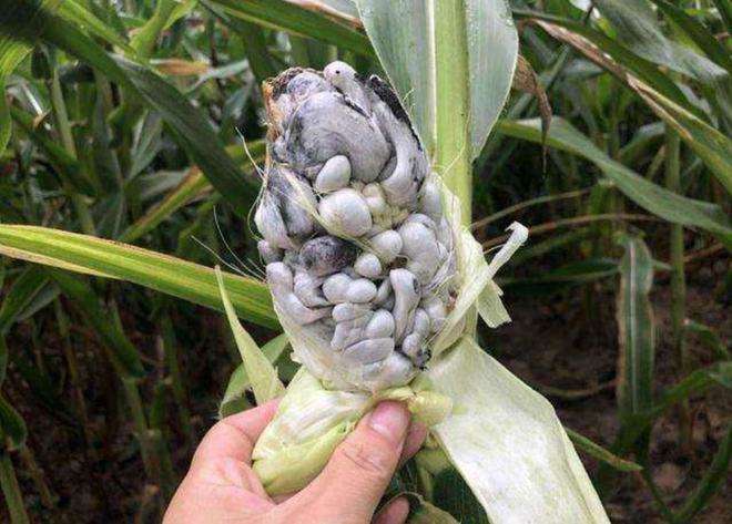 长在玉米上的毒瘤,长在玉米上的毒瘤值钱么