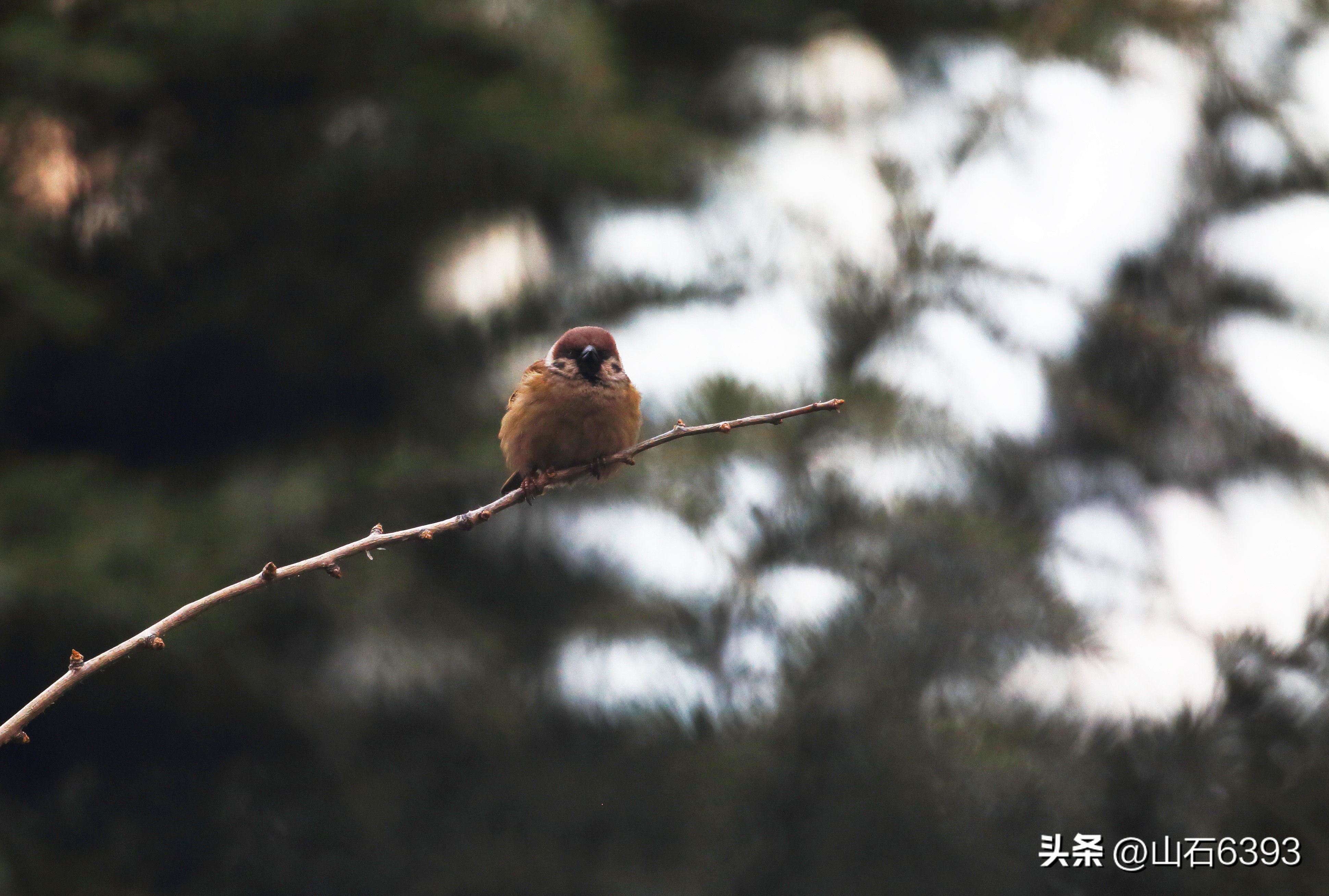 【战友美文】于天松：《麻雀，我爱你》（诗）