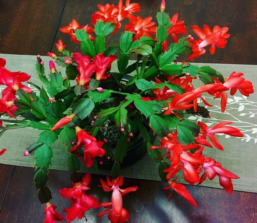 10种公认客厅最好养的花,适合客厅养的懒人花