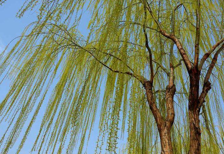 关于春天的古诗有图有诗意,唐诗三百首关于春的诗句及赏析