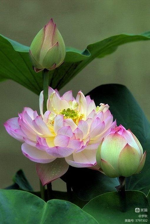 仙姿妙韵绽芳华唱和接龙