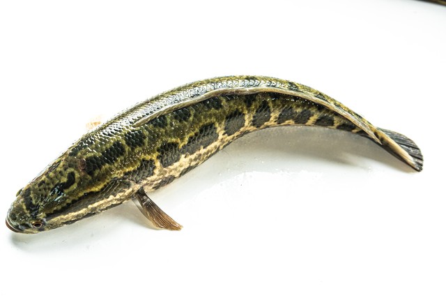 养黑鱼成本和利润,养一亩黑鱼的利润是多少