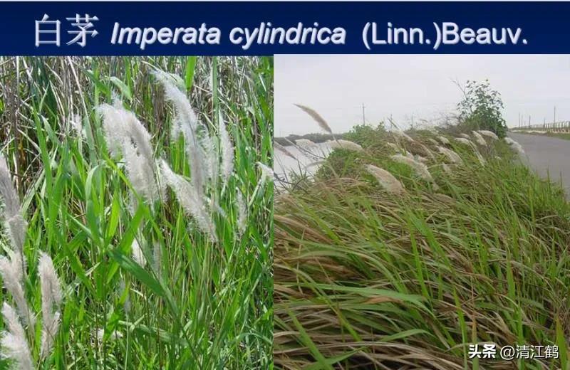 怎样解决除草剂对树的危害,十大恶性杂草除草方案