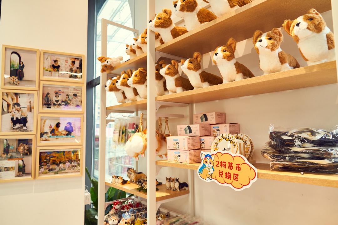 深圳开了一家柯基主题咖啡屋,柯基宠物咖啡馆