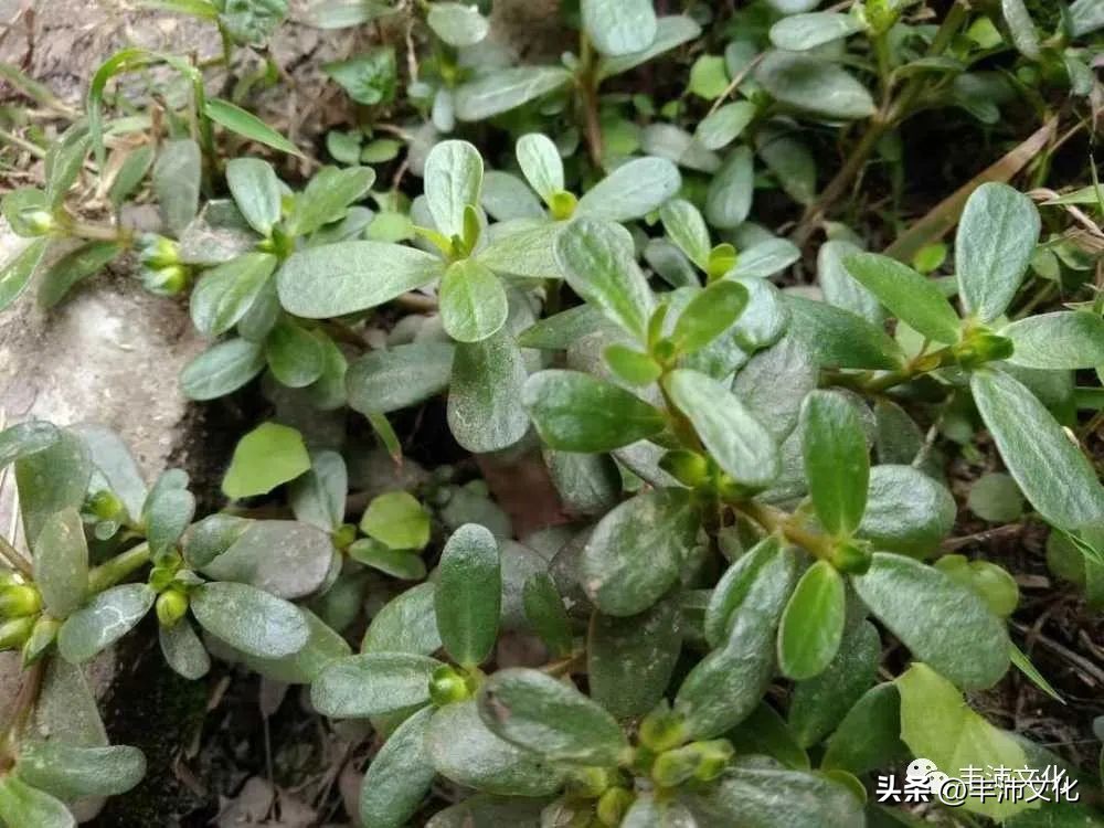 古代丰县在哪里,丰县有哪些历史