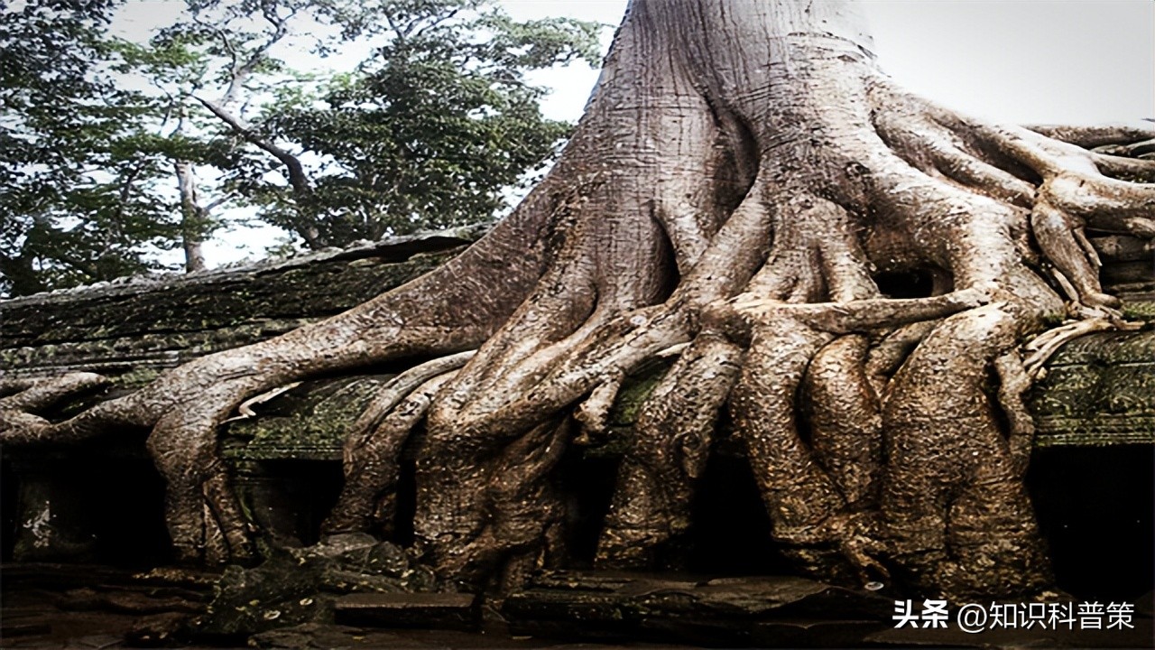 大自然的力量真大,大自然的力量有多大