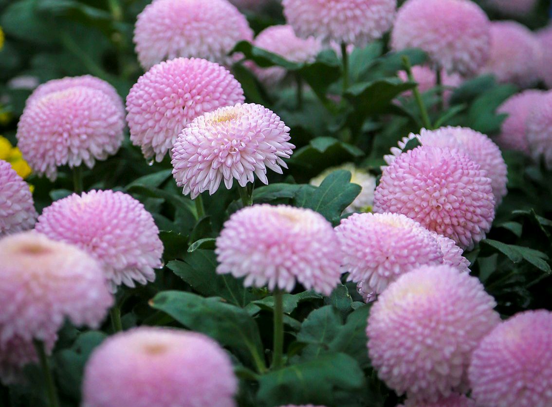 适合春季赏花的花,视觉盛宴五种赏花名花供您选择